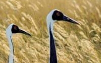 Charity Giving Online - Donate to Wetlands International