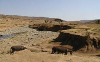 Charity Giving Online - Donate to Foundation Green Ethiopia Charity Giving Online - Donate to Foundation Green Ethiopia