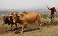Online Fundraising - Donate to Foundation Green Ethiopia Online Fundraising - Donate to Foundation Green Ethiopia