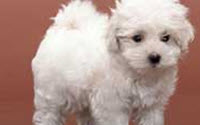 Charity Giving Online - Donate to Geelong Animal Welfare Society