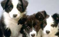 Personal fundraising pages in aid of Geelong Animal Welfare Society