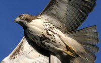 Charity Giving Online - Donate to Hawk Mountain Sanctuary Charity Giving Online - Donate to Hawk Mountain Sanctuary
