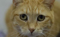 Online Fundraising - Donate to Home for Life