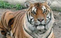 Charity Giving Online - Donate to Noah's Lost Ark