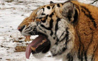 Online Fundraising - Donate to Noah's Ark Online Fundraising - Donate to Noah's Ark