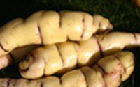 Charity Giving Online - Donate to Koanga Gardens Ltd.