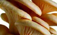 Online Fundraising - Donate to Koanga Gardens Ltd.