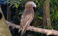 Online Fundraising - Donate to Maungatautari Ecological Island Trust Meit