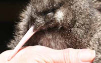 Charity Giving Online - Donate to New Zealand Conservation Trust