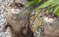 Online Fundraising - Donate to New Zealand Conservation Trust