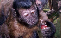 Personal fundraising pages in aid of New Zealand Conservation Trust