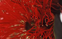 Online Fundraising - Donate to Project Crimson Trust