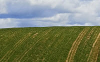 Online Fundraising - Donate to Food Gardens Foundation