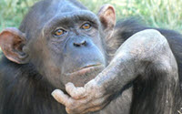 Online Fundraising - Donate to Jane Goodall Institute