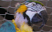 Charity Giving Online - Donate to For The Love Of Parrots Refuge Society