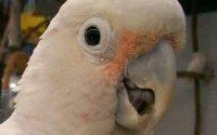 Online Fundraising - Donate to For The Love Of Parrots Refuge Society