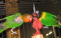 Personal fundraising pages in aid of For The Love Of Parrots Refuge Society