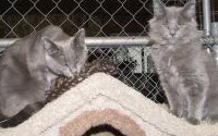 Charity Giving Online - Donate to Happy Cat Sanctuary