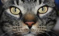 Online Fundraising - Donate to Happy Cat Sanctuary
