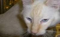 Personal fundraising pages in aid of Happy Cat Sanctuary