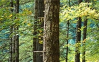 Personal fundraising pages in aid of Natural Resources Defense Council