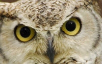 Personal fundraising pages in aid of Medicine River Wildlife Centre