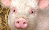 Charity Giving Online - Donate to Food Animal Concerns Trust