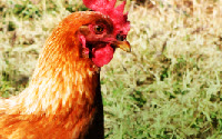 Online Fundraising - Donate to Food Animal Concerns Trust