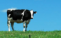 Personal fundraising pages in aid of Food Animal Concerns Trust