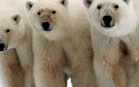 Charity Giving Online - Donate to IFAW