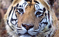 Online Fundraising - Donate to IFAW