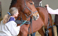 Personal fundraising pages in aid of NARHA