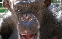 Charity Giving Online - Donate to Primate Rescue Center