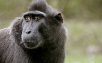 Online Fundraising - Donate to Primate Rescue Center