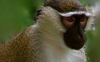 Personal fundraising pages in aid of Primate Rescue Center