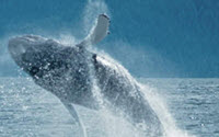 Charity Giving Online - Donate to Project Jonah Whale Rescue Inc.