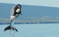 Online Fundraising - Donate to Project Jonah Whale Rescue Inc.