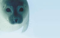 Personal fundraising pages in aid of Project Jonah Whale Rescue Inc.