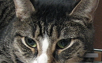 Personal fundraising pages in aid of North Shore Animal League America