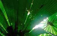 Charity Giving Online - Donate to Rainforest Alliance