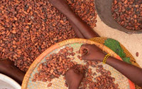 Personal fundraising pages in aid of Rainforest Alliance