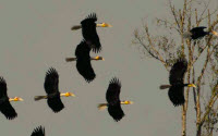 Online Fundraising - Donate to Nature Conservation Foundation Online Fundraising - Donate to Nature Conservation Foundation