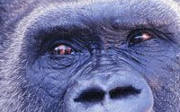 Charity Giving Online - Donate to Filmmakers For Conservation Charity Giving Online - Donate to Filmmakers For Conservation