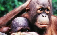 Online Fundraising - Donate to Filmmakers For Conservation Online Fundraising - Donate to Filmmakers For Conservation