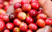 Personal fundraising pages in aid of Food For The Hungry