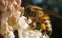 Charity Giving Online - Donate to Hives Save Lives - Africa
