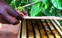 Personal fundraising pages in aid of Hives Save Lives - Africa