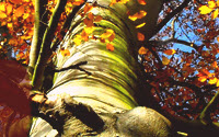 Charity Giving Online - Donate to Norfolk Wildlife Trust
