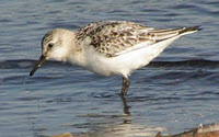 Online Fundraising - Donate to Norfolk Wildlife Trust
