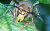 Personal fundraising pages in aid of Norfolk Wildlife Trust